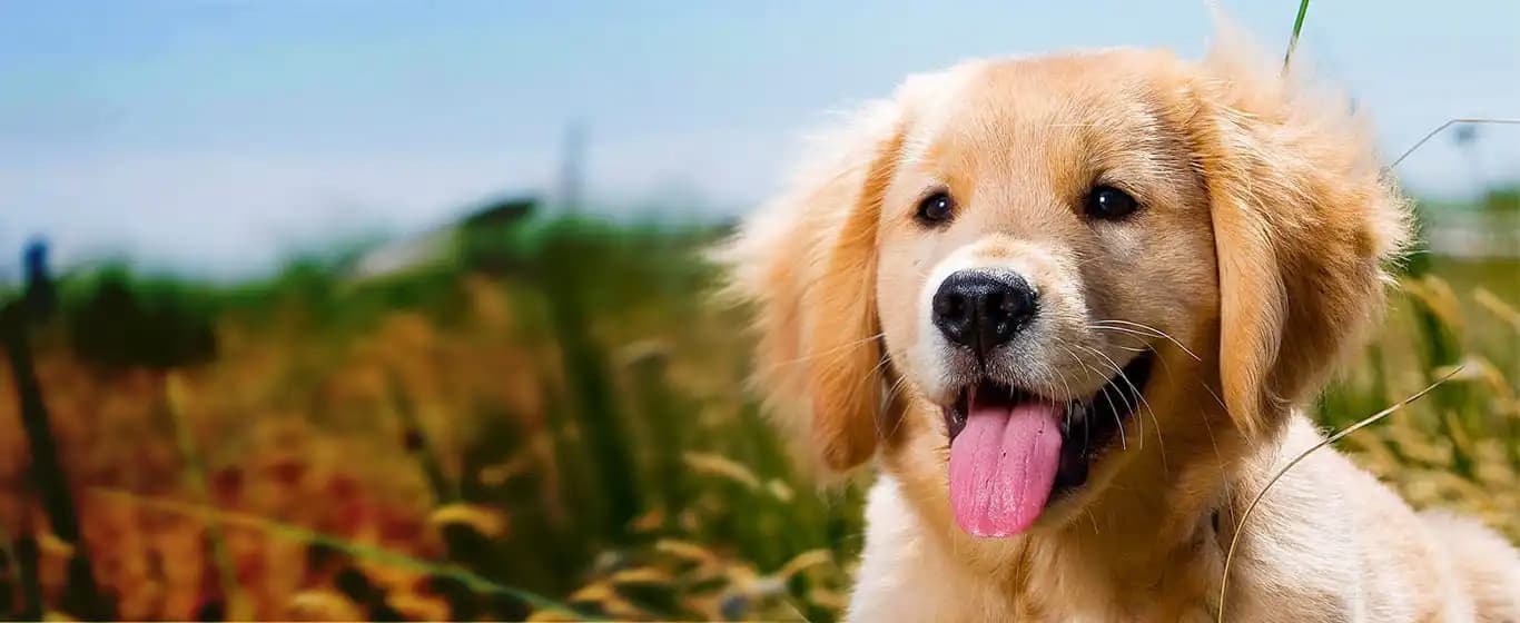 Petsocare Banner
